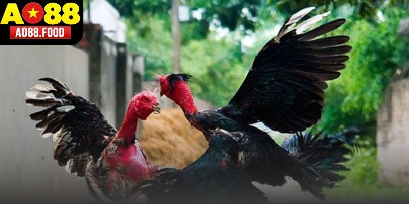 Cửa sổ phát trực tiếp trận đấu gà tại AO88.