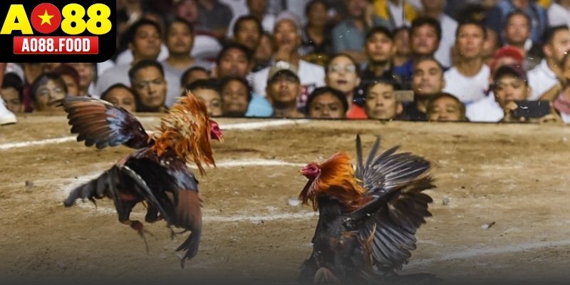 Tìm hiểu chi tiết về thuật ngữ Đá Gà Cựa Sắt AO88