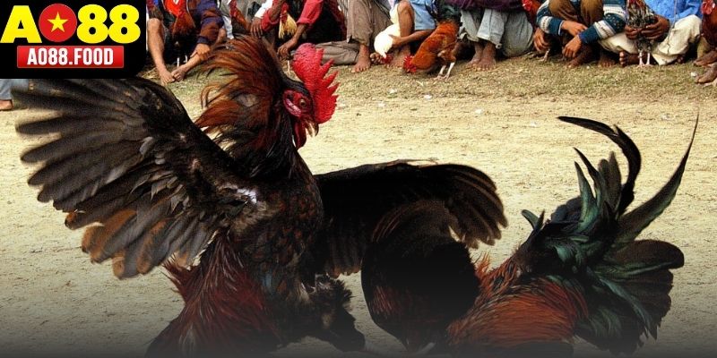 Hé lộ những kinh nghiệm chơi Đá Gà Cựa Sắt AO88 chúng tôi