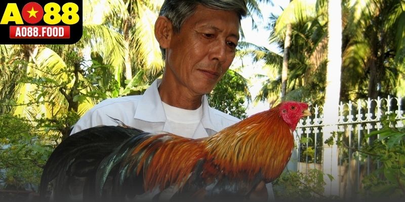 Giới thiệu Đá Gà Tre AO88