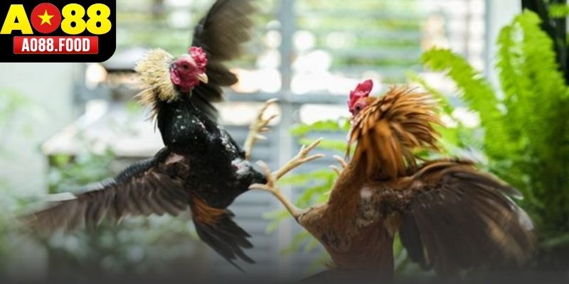 Luật chơi Đá Gà Tre AO88