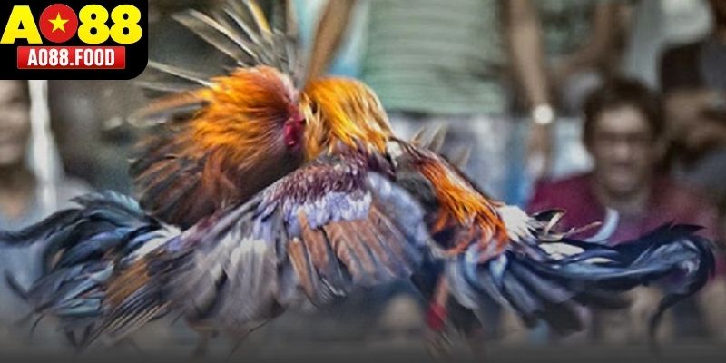 Quy định về trang bị