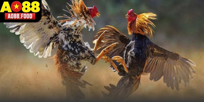 Đá Gà Cựa Tròn AO88