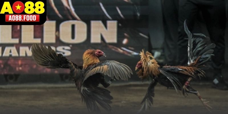 Livestream trận đá gà Cựa Tròn hiển thị trong giao diện xem trận.